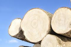 This is a picture of tree logs.