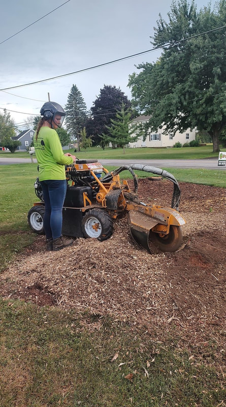 ​This is a picture of a stump removal.